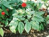 百花散主要成分之一:三七